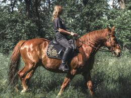 woman in black jacket riding brown horse during daytime